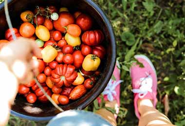 Tomates frescos