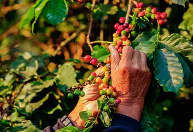 Recolectar granos en planta de café 