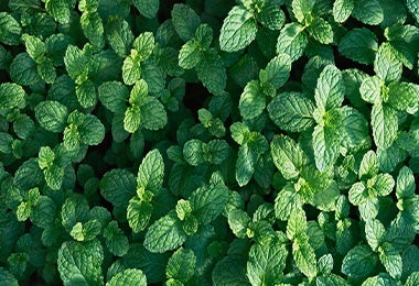 Variedad de hojas de menta