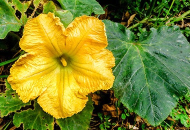 Flor de zucchini