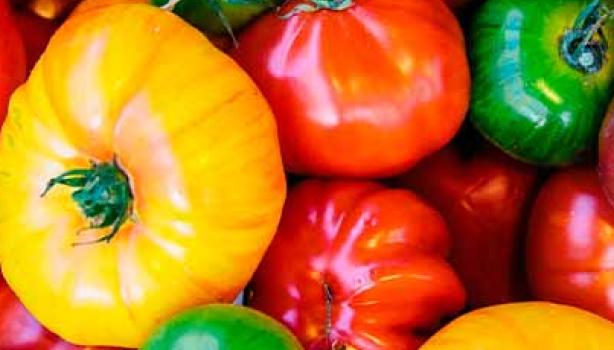 Variedad de tomates de diferentes colores
