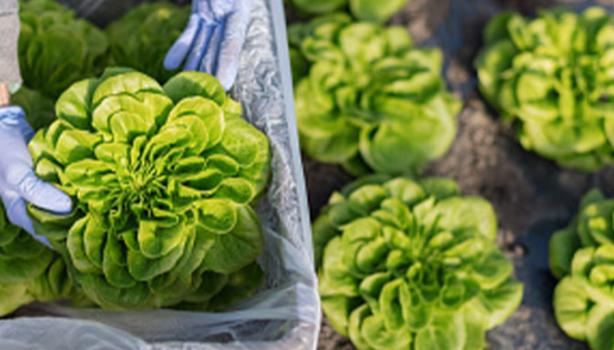 Un tipo de lechuga siendo recogida del campo.