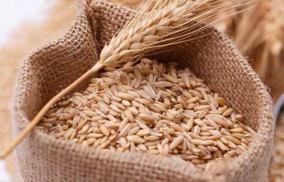 Una bolsa llena de trigo, un alimento que contiene gluten Una bolsa llena de trigo, un alimento que contiene gluten