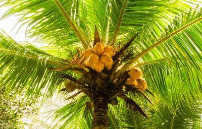 Palmera con frutos Palmera con frutos