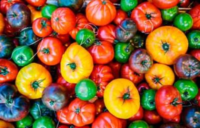 Variedad de tomates de diferentes colores Variedad de tomates de diferentes colores