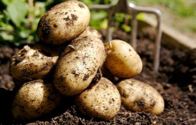 Papas recién sacadas de la tierra, cosecha de tubérculos Papas recién sacadas de la tierra, cosecha de tubérculos