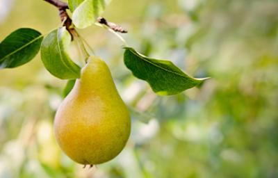 Pera madura en árbol, propiedades y recetas Pera madura en árbol, propiedades y recetas