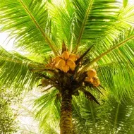 Palmera con frutos 