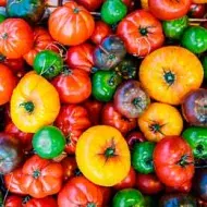 Variedad de tomates de diferentes colores